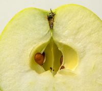 Keswick Codling æble